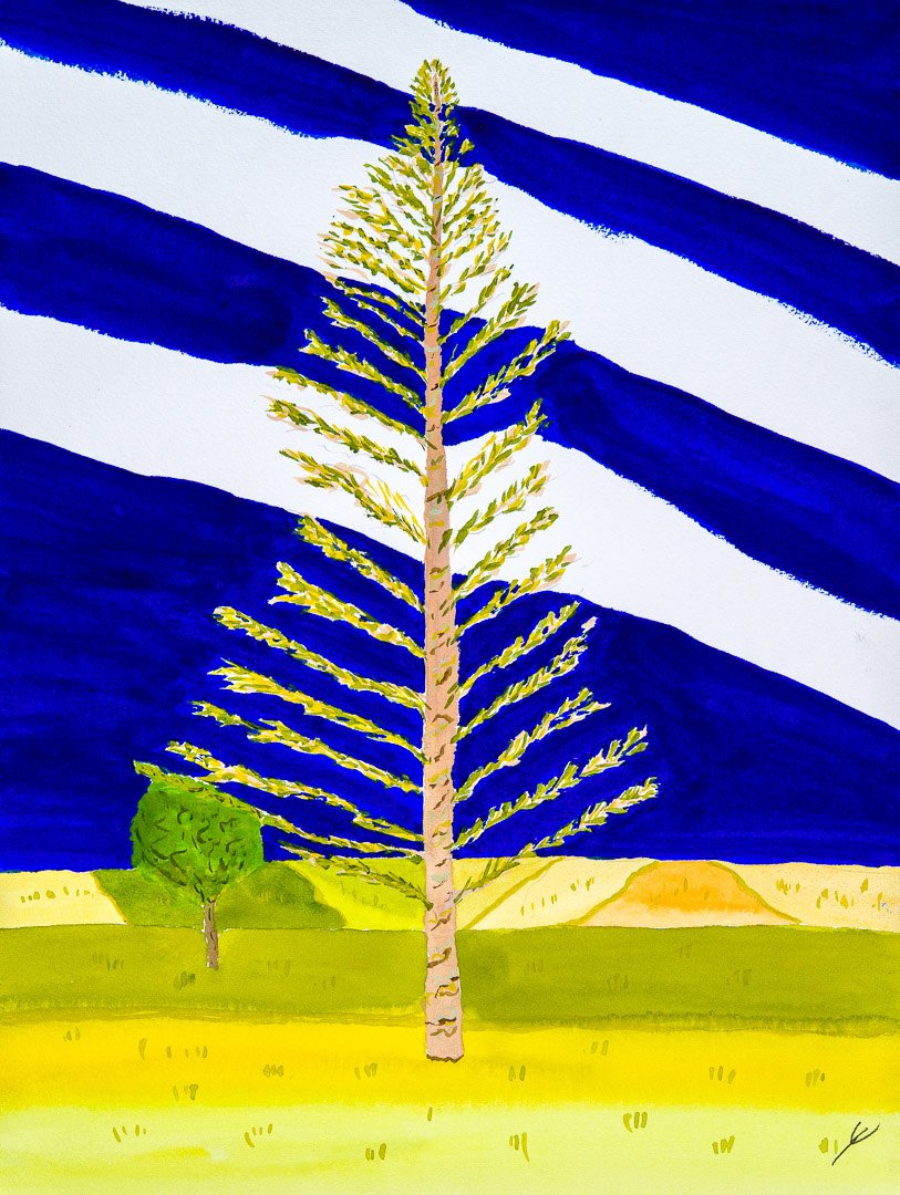 Norfolk Pine, Poipu, Kaua’i