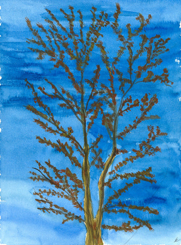 Cottonwood Tree