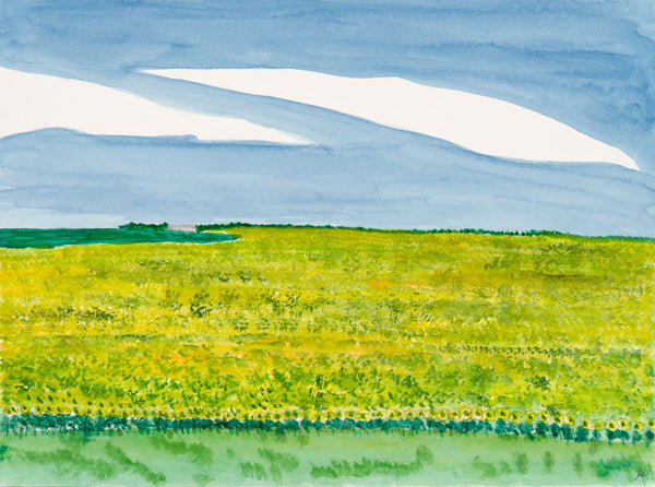Sunflower Fields 